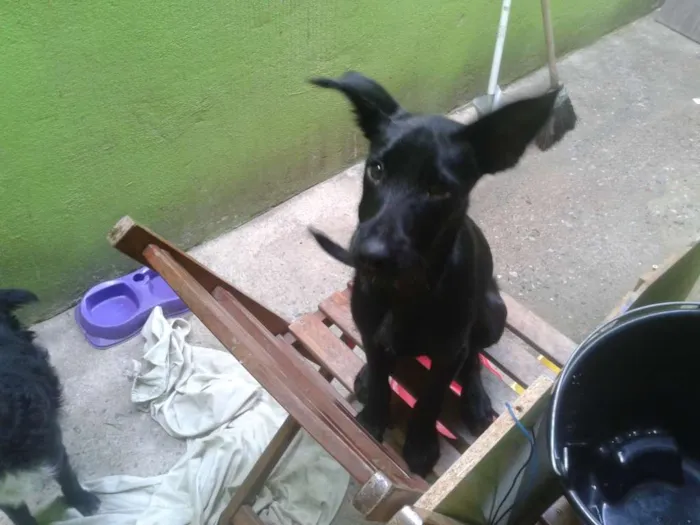 Cachorro raça lavrador  idade 2 a 6 meses nome bidu