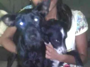 Cachorro raça lavrador  idade 2 a 6 meses nome bidu