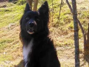 Cachorro raça Poodle  idade 1 ano nome Torrão