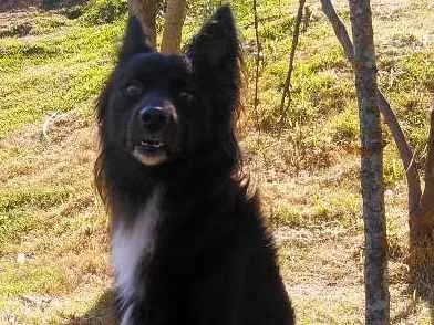Cachorro ra a Poodle  idade 1 ano nome Torrão
