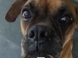 Cachorro raça Boxer idade 6 ou mais anos nome YAn