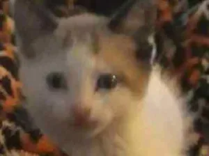 Gato raça Siamês idade Abaixo de 2 meses nome Cristal
