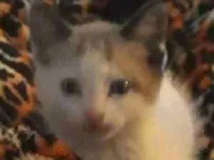 Gato raça Siamês idade Abaixo de 2 meses nome Cristal