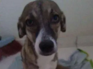 Cachorro raça Indefinida idade 2 anos nome Aruna
