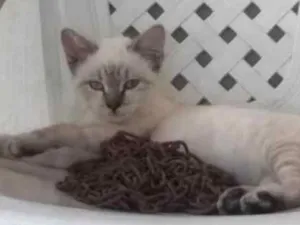 Gato raça Cianes  idade 2 a 6 meses nome Sem Nome