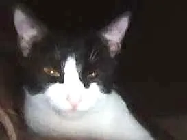 Gato ra a Vira lata idade 1 ano nome Eva