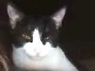 Gato raça Vira lata idade 1 ano nome Eva