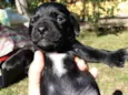 Gordo