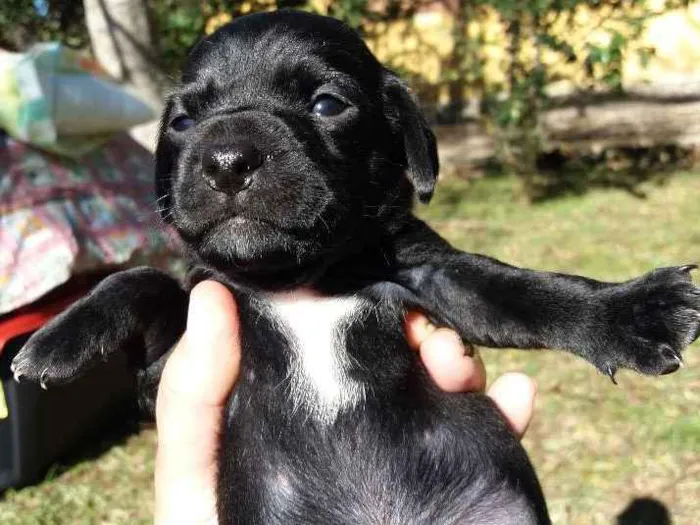 Cachorro ra a SRD idade Abaixo de 2 meses nome Gordo