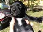 Cachorro raça SRD idade Abaixo de 2 meses nome Gordo