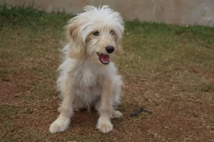 Cachorro ra a srd idade 1 ano nome Lilica
