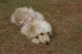 Lilica