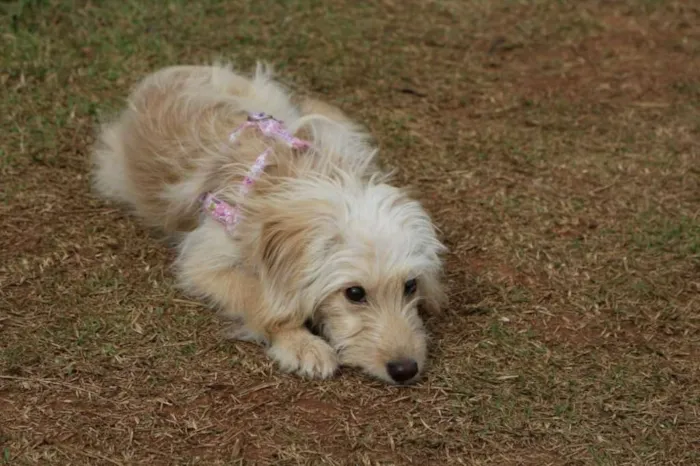Cachorro ra a srd idade 1 ano nome Lilica