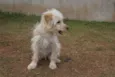 Lilica