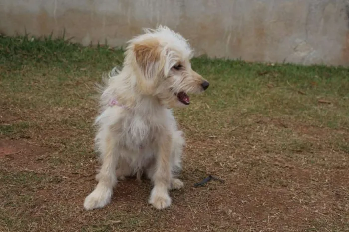 Cachorro ra a srd idade 1 ano nome Lilica