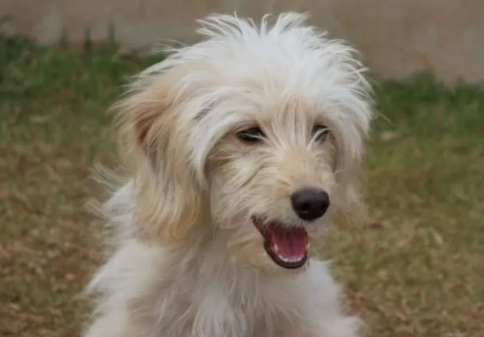Cachorro ra a srd idade 1 ano nome Lilica