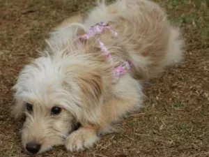 Cachorro raça srd idade 1 ano nome Lilica