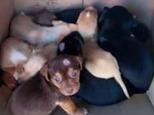 Cachorro ra a sem raça definida idade Abaixo de 2 meses nome SEM NOME