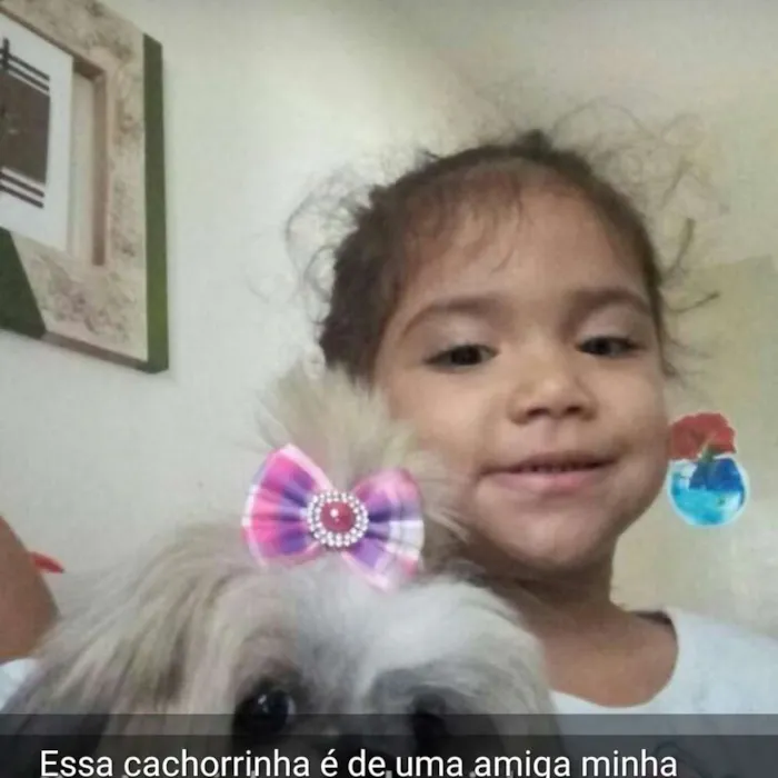 Cachorro ra a Shitzu  idade 5 anos nome Sophie