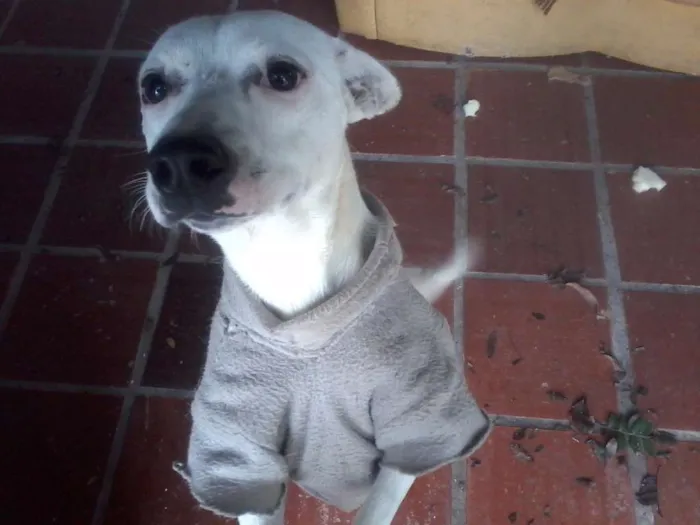 Cachorro ra a indefinida idade 1 ano nome albino