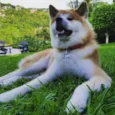 NIKKO