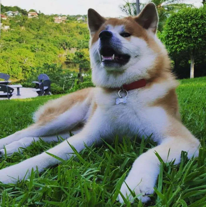 Cachorro raça AKITA INU idade 3 anos nome NIKKO