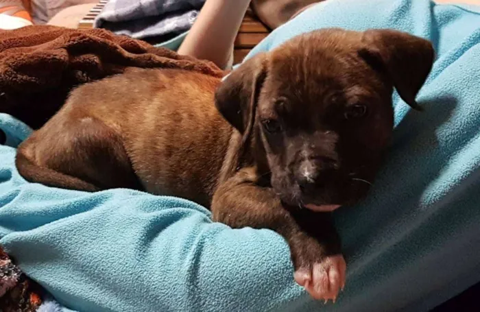 Cachorro ra a SRD idade 2 a 6 meses nome Elis