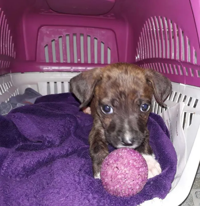 Cachorro ra a SRD idade 2 a 6 meses nome Elis