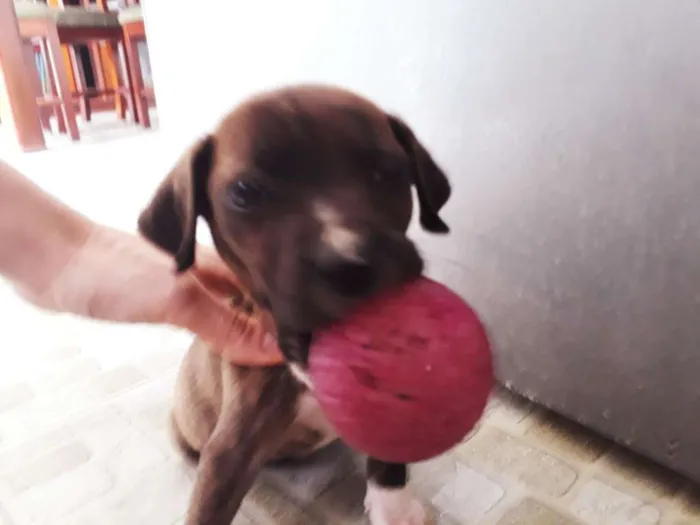 Cachorro ra a SRD idade 2 a 6 meses nome Elis