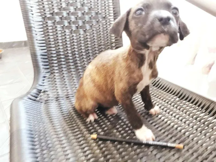 Cachorro ra a SRD idade 2 a 6 meses nome Elis