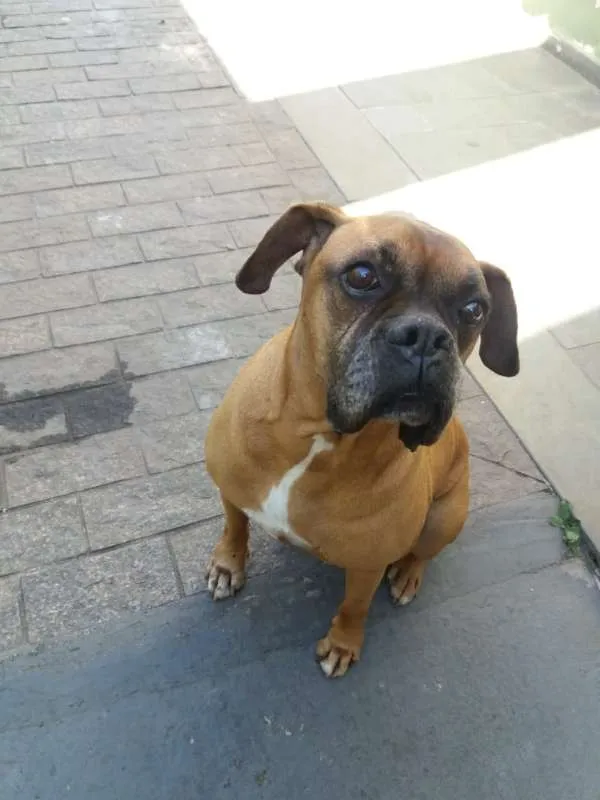 Cachorro ra a Boxer idade 6 ou mais anos nome Yan