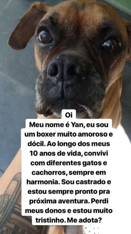 Cachorro ra a Boxer idade 6 ou mais anos nome Yan