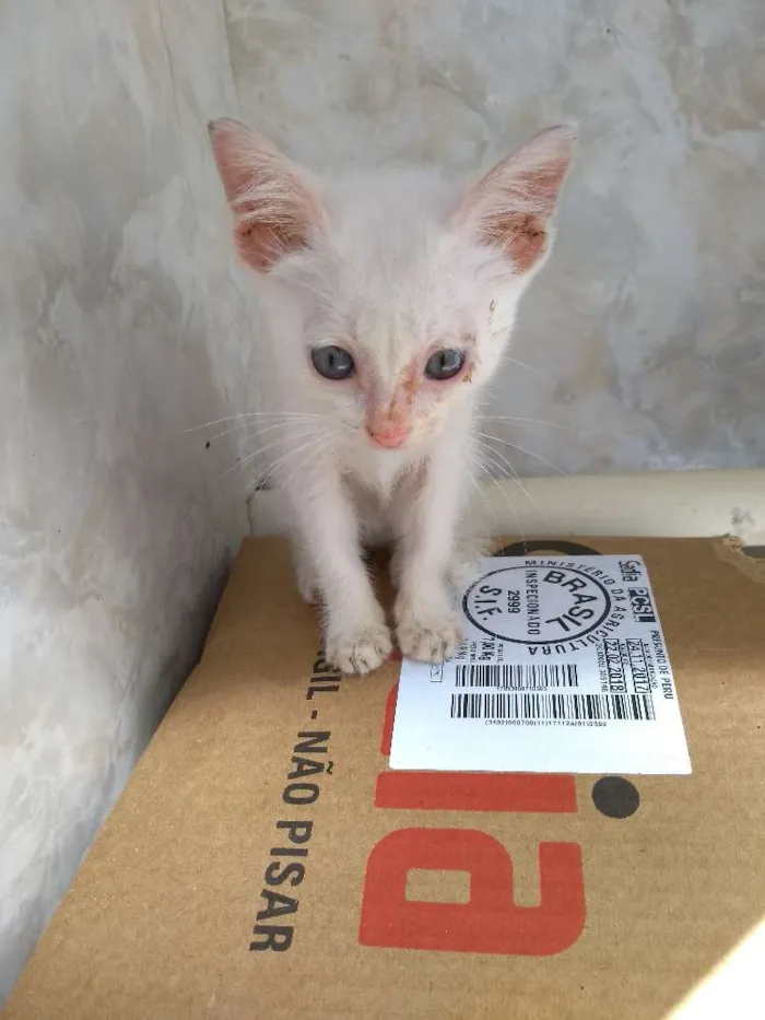 Gato ra a não sei idade Abaixo de 2 meses nome sem nome ainda