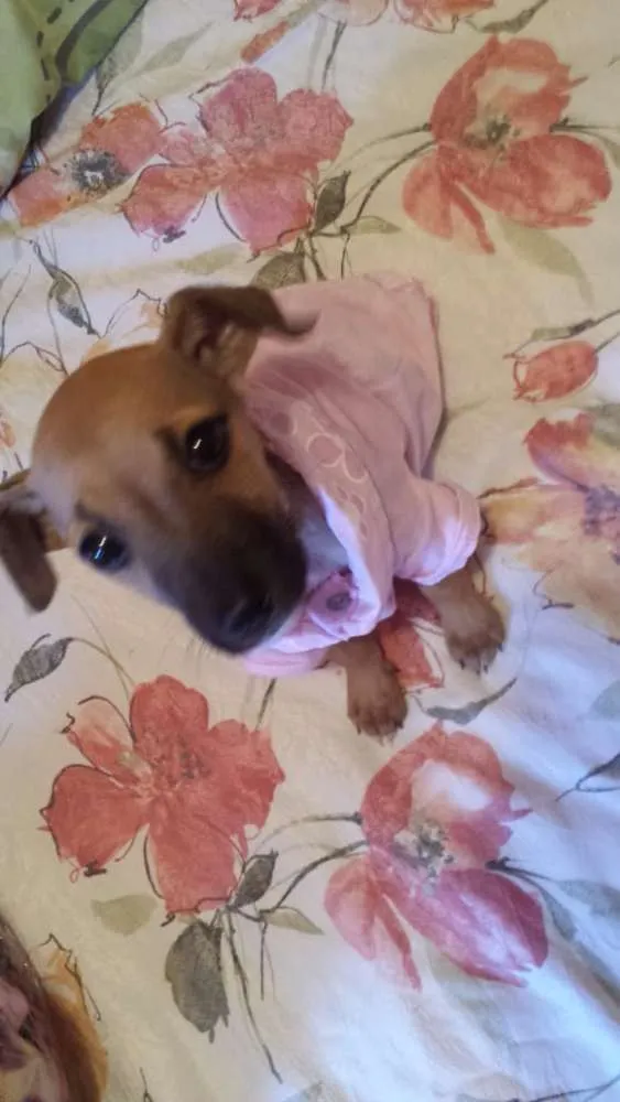 Cachorro ra a  idade 2 a 6 meses nome mila