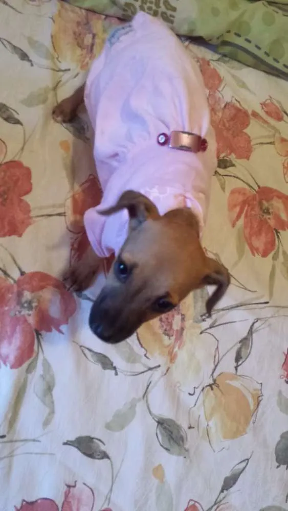 Cachorro ra a  idade 2 a 6 meses nome mila