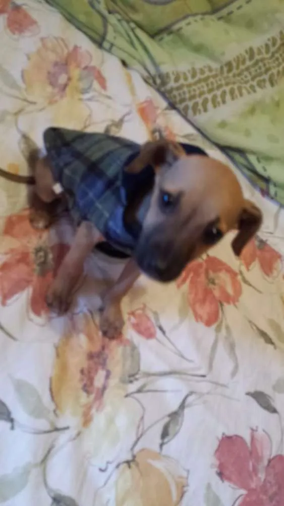 Cachorro ra a  idade 2 a 6 meses nome mila