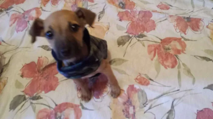 Cachorro ra a  idade 2 a 6 meses nome mila