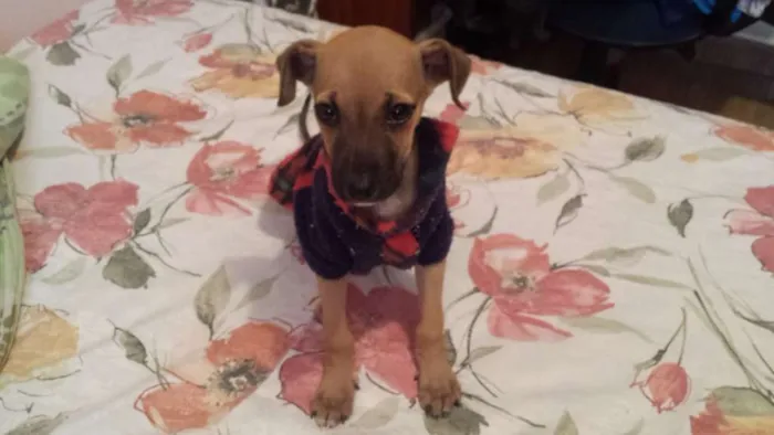 Cachorro ra a  idade 2 a 6 meses nome mila