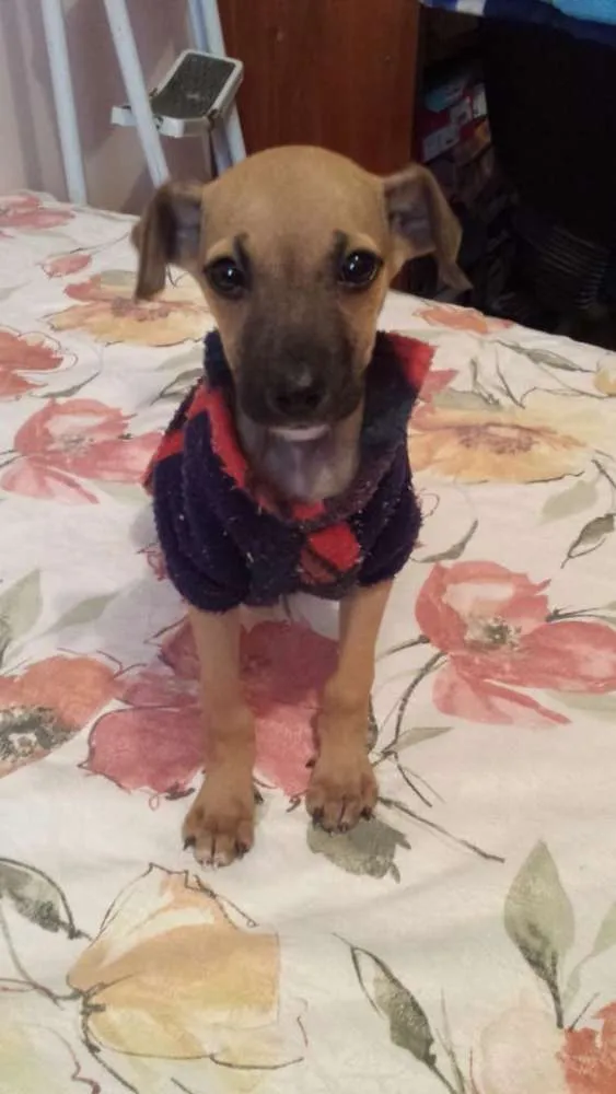 Cachorro ra a  idade 2 a 6 meses nome mila