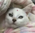 JASMIM