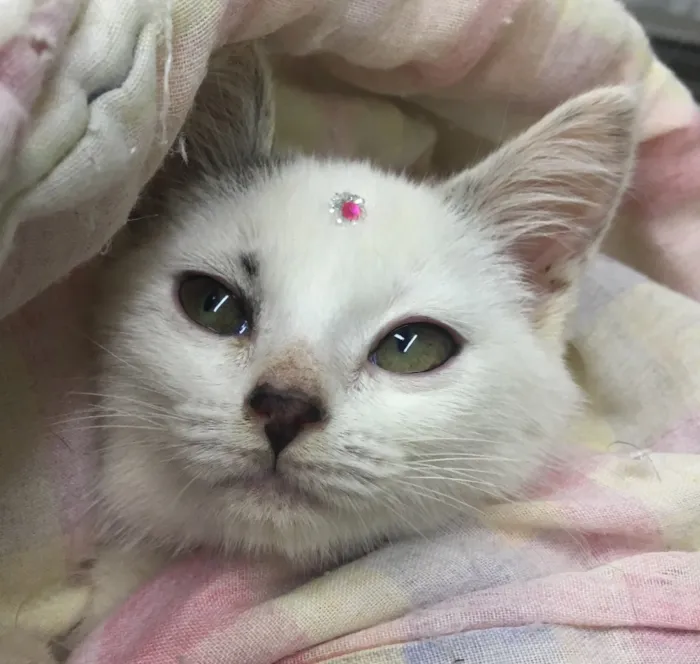 Gato ra a SRD idade 2 a 6 meses nome JASMIM