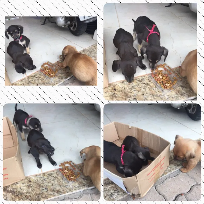 Cachorro ra a Indefinida idade Abaixo de 2 meses nome Sem nome. Filhotes