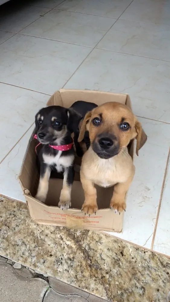 Cachorro ra a Indefinida idade Abaixo de 2 meses nome Sem nome. Filhotes