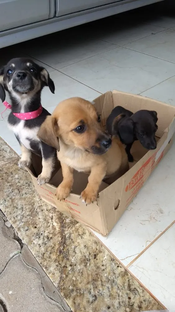 Cachorro ra a Indefinida idade Abaixo de 2 meses nome Sem nome. Filhotes
