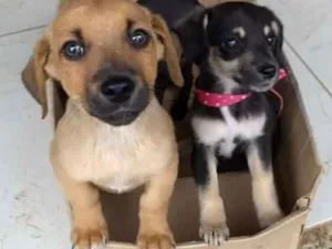 Cachorro raça Indefinida idade Abaixo de 2 meses nome Sem nome. Filhotes