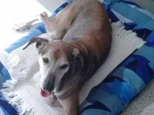 Cachorro raça street dog idade 6 ou mais anos nome Bolota