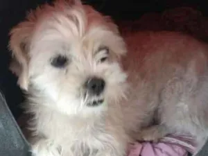 Cachorro raça Lhasa Apso idade 2 anos nome July