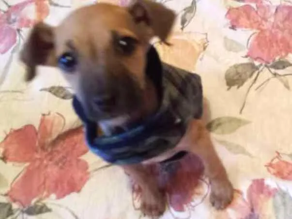 Cachorro ra a  idade 2 a 6 meses nome mila