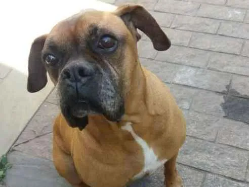 Cachorro ra a Boxer idade 6 ou mais anos nome Yan