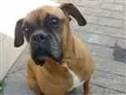 Cachorro raça Boxer idade 6 ou mais anos nome Yan